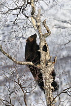 Wolverine (Gulo gulo) climbing tree, Norway
