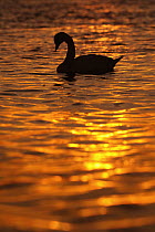 Mute Swan (Cygnus olor), South Holland, Netherlands
