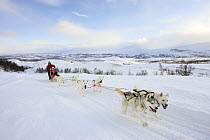 Dog (Canis familiaris) team pulling sled, Abisko, Sweden