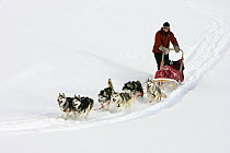 Dog (Canis familiaris) team pulling sled, Abisko, Sweden