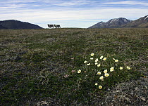 Mountain Avens (Dryas octopetala) flowering in tundra landscape with two Svalbard Reindeer (Rangifer tarandus platyrhynchus), Svalbard, Norway