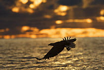 White-tailed Eagle (Haliaeetus albicilla) flying with fish in its claws, Flatanger, Norway