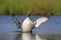 Red-throated Loon (Gavia stellata) flapping wings, Sweden