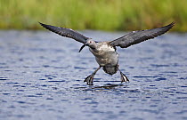 Red-throated Loon (Gavia stellata) landing on the water, Sweden