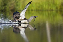 Red-throated Loon (Gavia stellata) with a caught fish, Sweden
