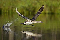 Red-throated Loon (Gavia stellata) taking off from the water, Sweden