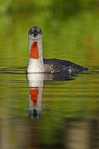 Red-throated Loon (Gavia stellata) on the water, Sweden