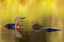 Red-throated Loon (Gavia stellata) with chick, Sweden