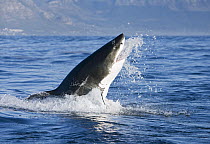 Great White Shark (Carcharodon carcharias) leaping out of water, Seal Island, False Bay, South Africa