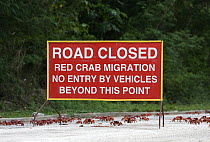 Christmas Island Red Crab (Gecarcoidea natalis) group crossing road during annual migration, Christmas Island, Australia