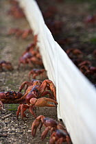 Christmas Island Red Crab (Gecarcoidea natalis) group walking along temporary crab barrier during annual migration, Christmas Island, Australia