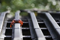 Christmas Island Red Crab (Gecarcoidea natalis) crossing a steel rail which is part of a crab road underpass, Christmas Island, Australia
