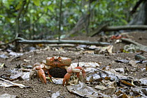 Christmas Island Red Crab (Gecarcoidea natalis) female with eggs walking through the forest, Christmas Island, Australia