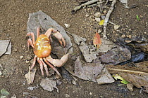 Christmas Island Red Crab (Gecarcoidea natalis) rare orange variant, Christmas Island, Australia