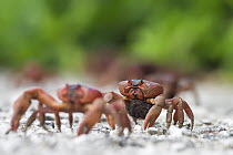 Christmas Island Red Crab (Gecarcoidea natalis) females with eggs walking down a path to the sea, Christmas Island, Australia