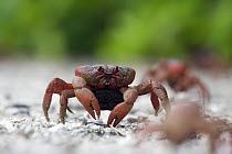 Christmas Island Red Crab (Gecarcoidea natalis) female with eggs walking down a path to the sea, Christmas Island, Australia