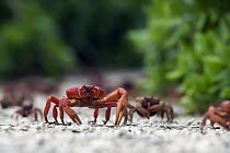 Christmas Island Red Crab (Gecarcoidea natalis) male walking to the sea accompanied by females, Christmas Island, Australia
