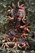 Christmas Island Red Crab (Gecarcoidea natalis) group gathered into a rock crevice, Christmas Island, Australia