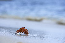 Christmas Island Red Crab (Gecarcoidea natalis) walking across the beach towards the sea, Christmas Island, Australia
