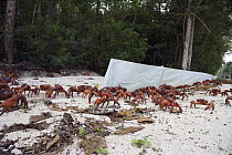 Christmas Island Red Crab (Gecarcoidea natalis) going through a break in a temporary crab barrier during annual migration, Christmas Island, Australia