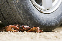 Christmas Island Red Crab (Gecarcoidea natalis) crushed by car while trying to cross road, Christmas Island, Australia