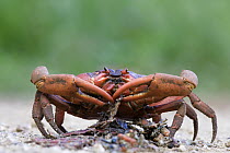 Christmas Island Red Crab (Gecarcoidea natalis) feeding on another crab crushed on the road, Christmas Island, Australia