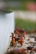 Christmas Island Red Crab (Gecarcoidea natalis) walking along a temporary crab barrier during annual migration, Christmas Island, Australia