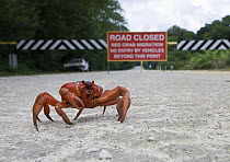 Christmas Island Red Crab (Gecarcoidea natalis) with road sign in the background, Christmas Island, Australia