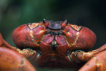 Christmas Island Red Crab (Gecarcoidea natalis), Christmas Island, Australia