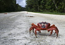 Christmas Island Red Crab (Gecarcoidea natalis) walking on a road, Christmas Island, Australia