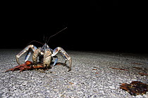 Coconut Crab (Birgus latro) feeding on Christmas Island Red Crab (Gecarcoidea natalis), Christmas Island, Australia