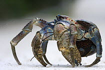 Coconut Crab (Birgus latro) crossing the road, Christmas Island, Australia
