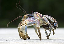 Coconut Crab (Birgus latro) crossing the road, Christmas Island, Australia