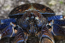 Coconut Crab (Birgus latro) portrait, Christmas Island, Australia