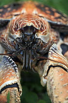 Coconut Crab (Birgus latro) orange variant, Christmas Island, Australia
