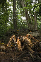 Coconut Crab (Birgus latro), Christmas Island, Australia