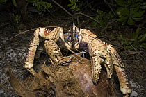 Coconut Crab (Birgus latro) opening coconut with its claws, Christmas Island, Australia