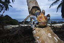 Coconut Crab (Birgus latro) climbing coconut palm, Christmas Island, Australia