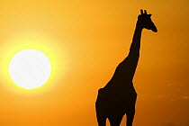 Angolan Giraffe (Giraffa giraffa angolensis) silhouetted against a sunset, Etosha National Park, Namibia