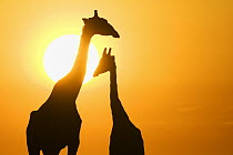 Angolan Giraffe (Giraffa giraffa angolensis) pair silhouetted against a sunset, Etosha National Park, Namibia