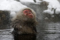 Japanese Macaque (Macaca fuscata) shaking off water, Jigokudani, Joshinetsu Kogen National Park, Japan