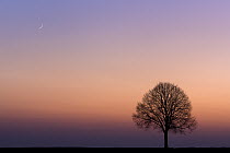 Lone tree on the horizon, Wiesbaden, Germany