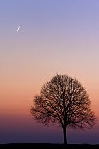 Lone tree and moon, Wiesbaden, Germany