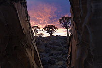 Quiver Tree (Aloe dichotoma) silhouettes at sunset, Keetmanshoop, Namibia