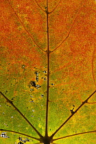 Maple (Acer sp) autumn leaf, Germany