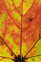 Maple (Acer sp) autumn leaf, Germany