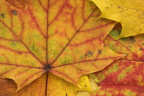 Maple (Acer sp) autumn leaves, Germany