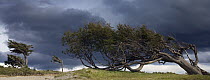 Southern Beech (Nothofagus sp) trees shaped by wind, Patagonia, Argentina