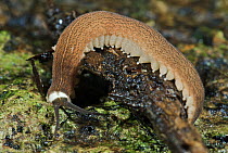 Velvet Worm (Macroperipatus sp), Panama