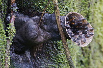 Sweat Bee (Trigona sp) colony, Andes, Ecuador
